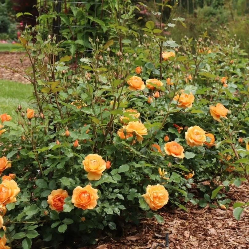 Reminiscent® Ginger Rose - Image 3