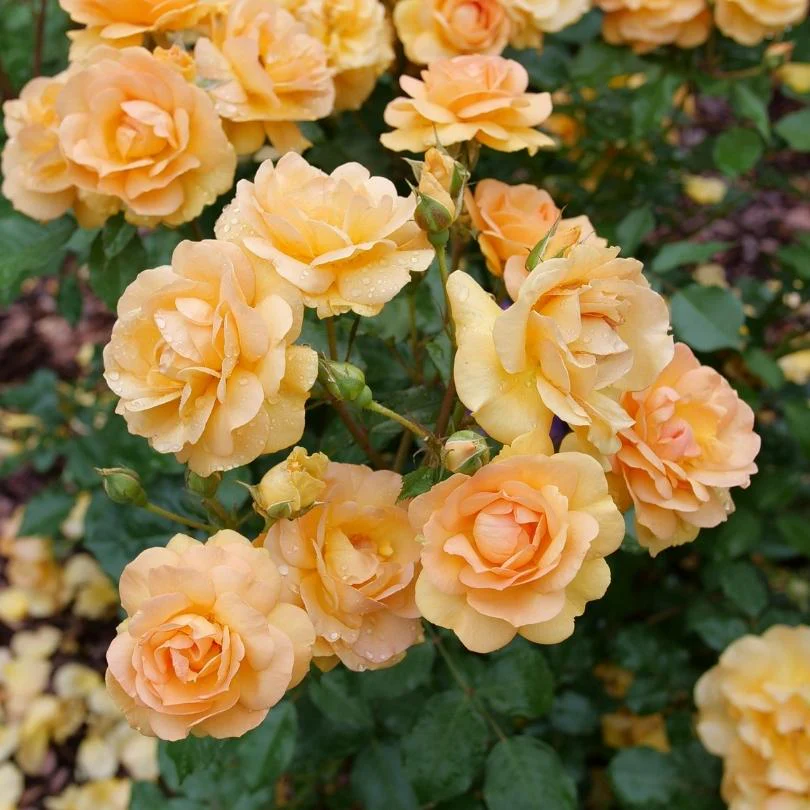 Reminiscent® Ginger Rose - Image 4