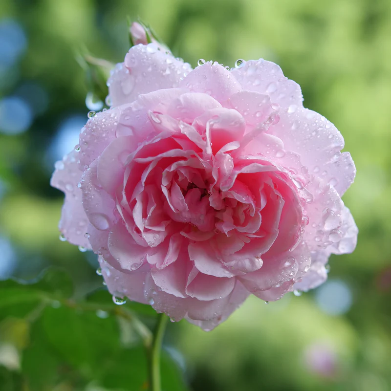 Reminiscent™ Pink Rose - Image 3