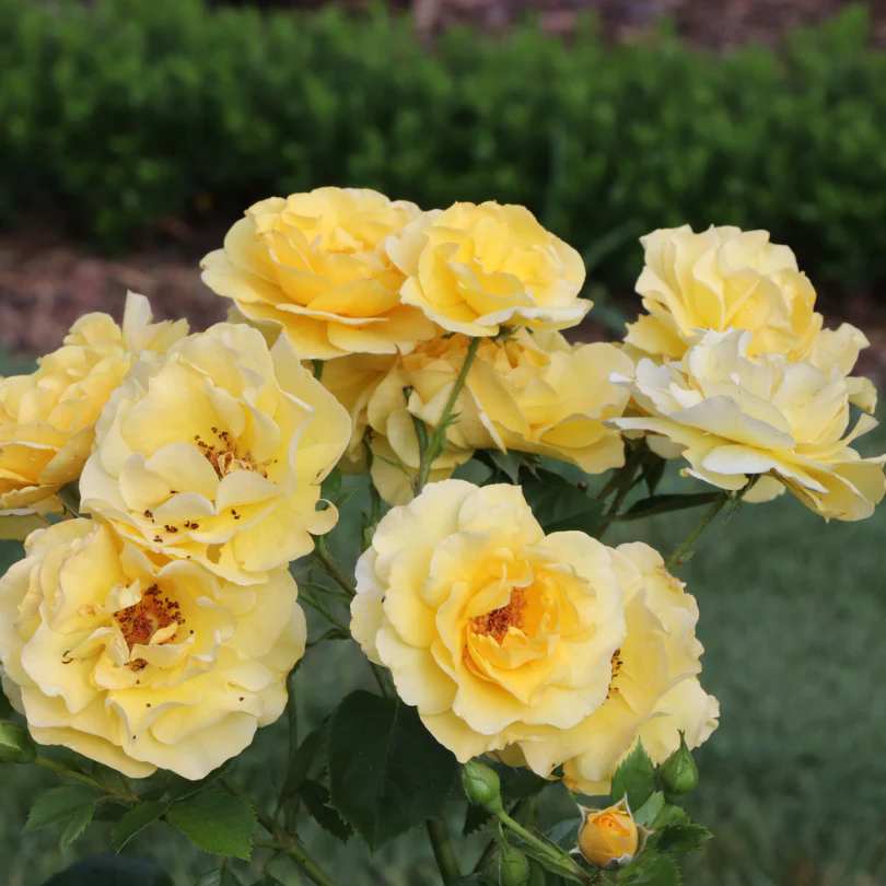 Reminiscent® Yellow Rose - Image 2