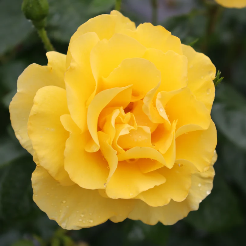 Reminiscent® Yellow Rose - Image 5