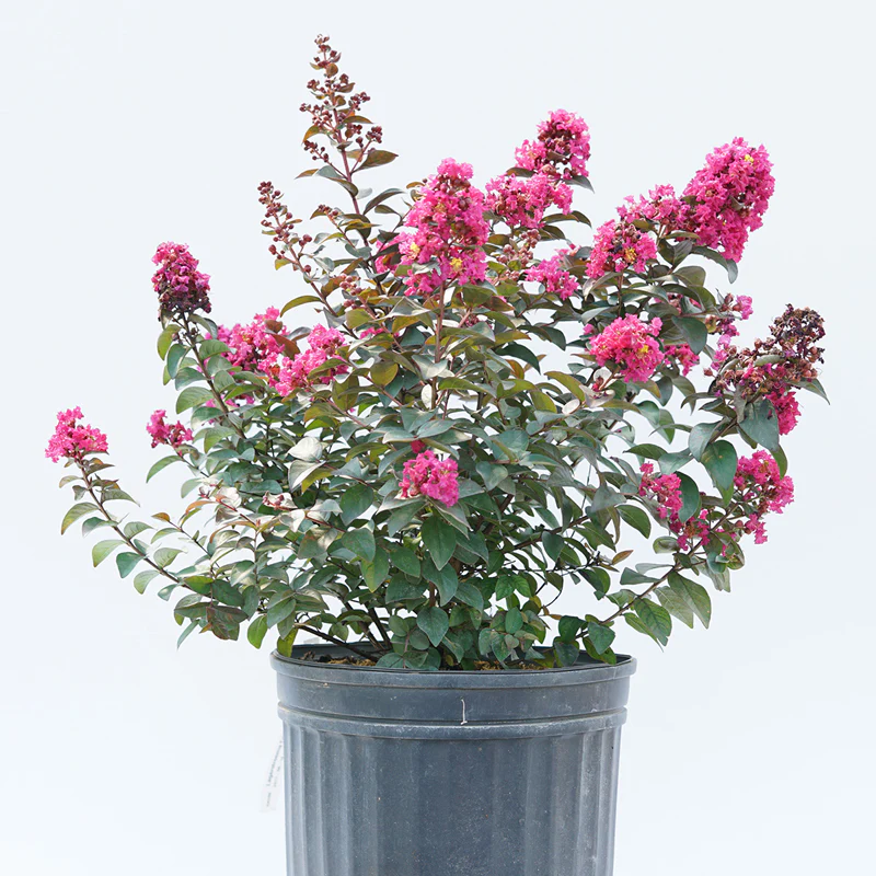 Rikki Tikki® Pink Crapemyrtle - Image 3
