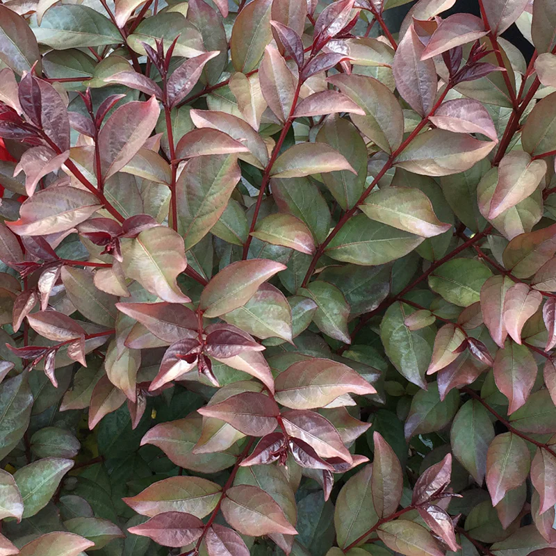 Rikki Tikki® Rouge Crapemyrtle - Image 3