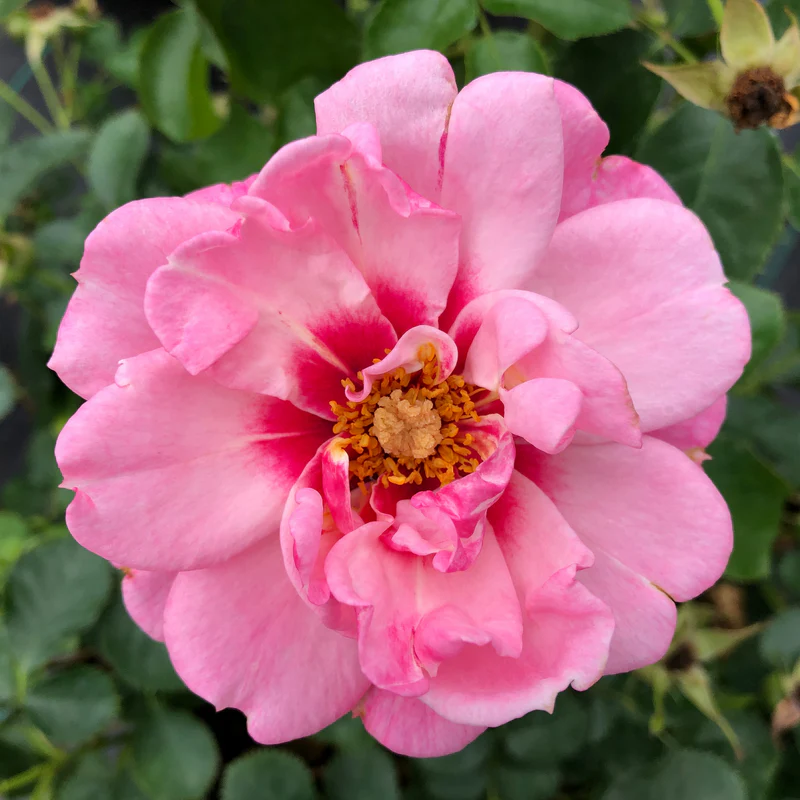 Ringo® Double Pink Rose - Image 4