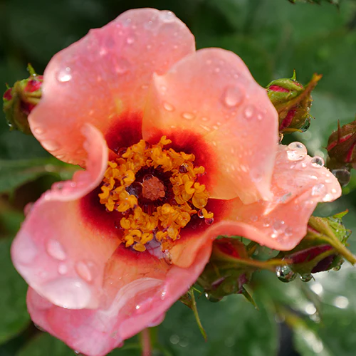 Ringo All-Star™ Rose - Image 3