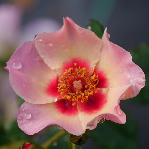 Ringo All-Star™ Rose - Image 4
