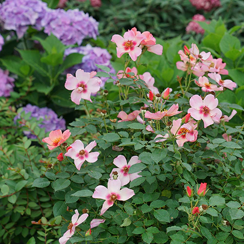 Ringo All-Star™ Rose - Image 5
