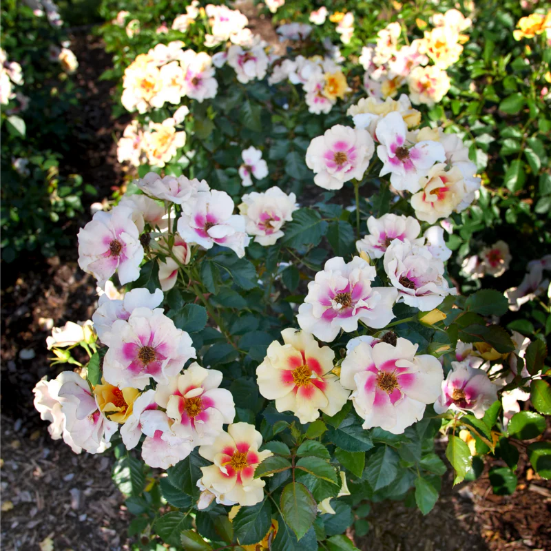 Ringo® Rose - Image 3