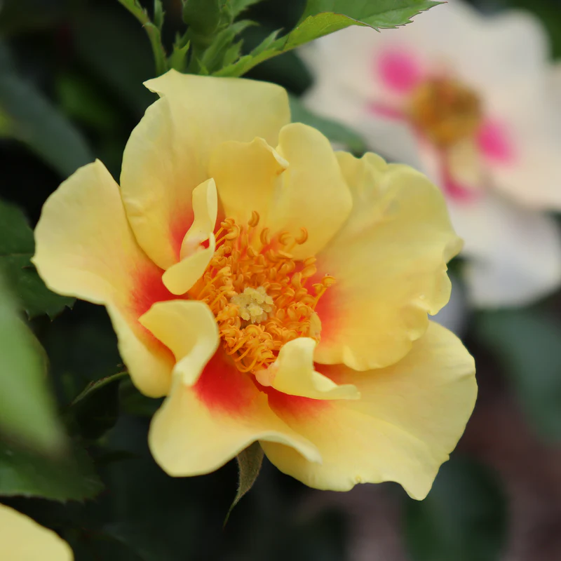Ringo® Rose - Image 4