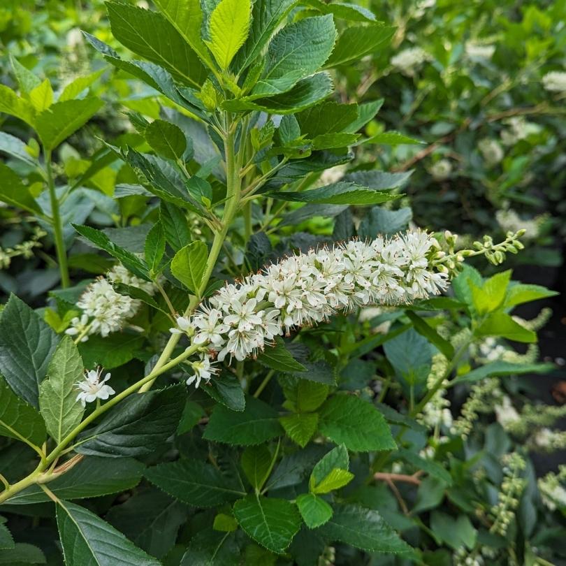 Ripple Effect™ Summersweet (Clethra) - Image 2
