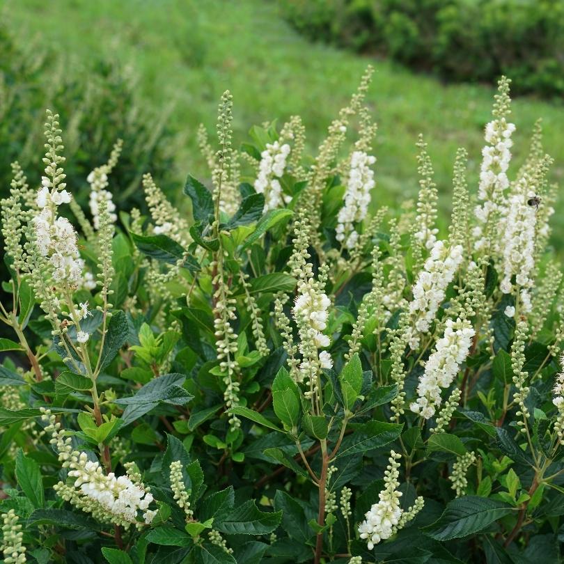 Ripple Effect™ Summersweet (Clethra) - Image 3