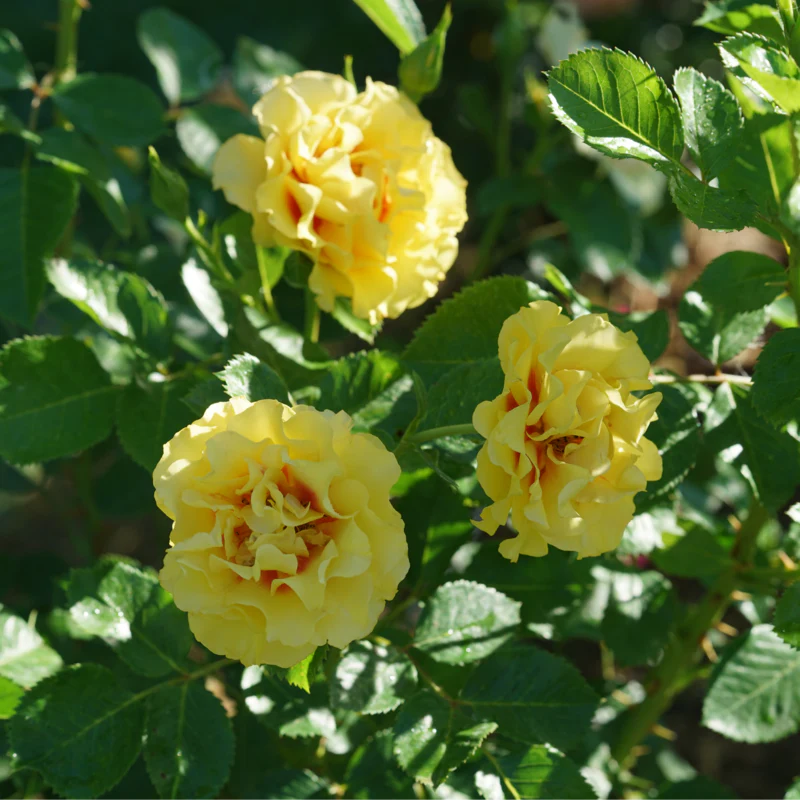 Rise Up™ Ringo® Climbing Rose - Image 3
