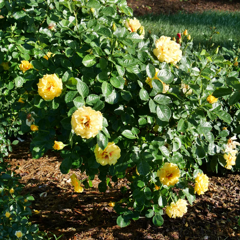 Rise Up™ Ringo® Climbing Rose - Image 4