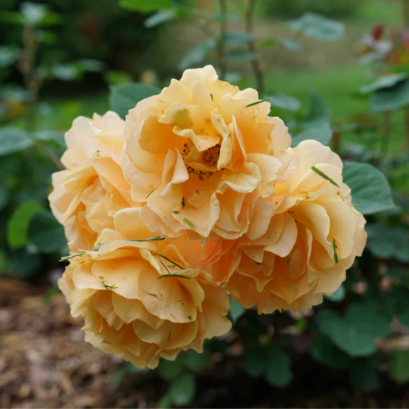 Rise Up Amberness™ Climbing Rose - Image 3