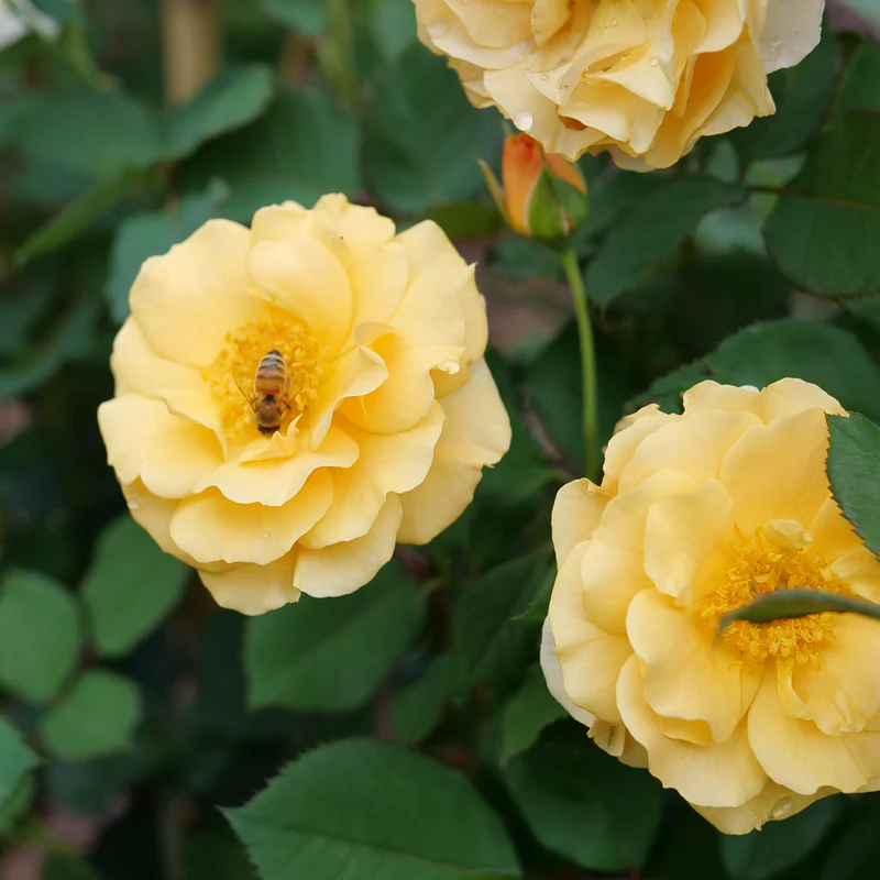 Rise Up Amberness™ Climbing Rose - Image 4