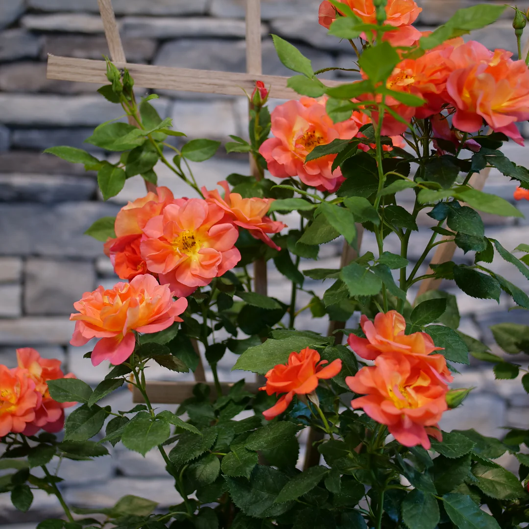 Rise Up Emberays® Climbing Rose - Image 2