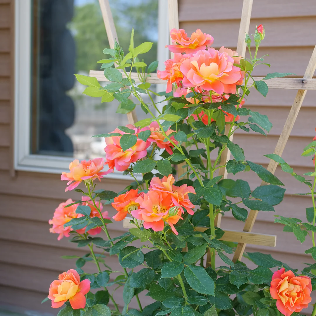 Rise Up Emberays® Climbing Rose - Image 4