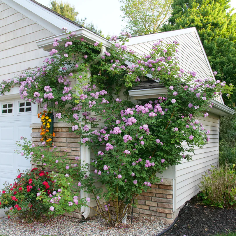 Rise Up Lilac Days™ Climbing Rose - Image 2