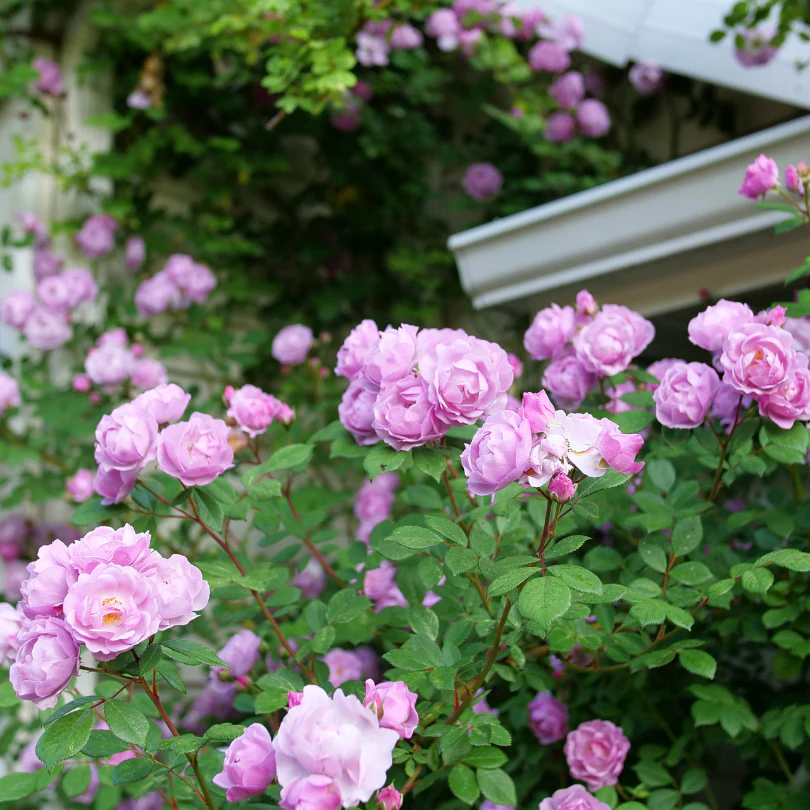 Rise Up Lilac Days™ Climbing Rose - Image 3