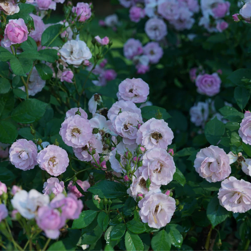 Rise Up Lilac Days™ Climbing Rose - Image 6