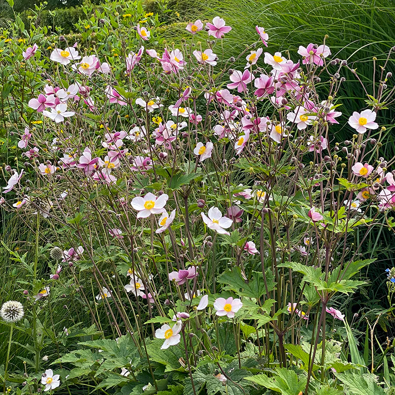 'Robustissima' Japanese Anemone - Image 4