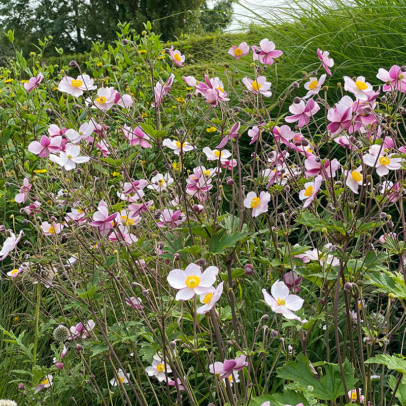 'Robustissima' Japanese Anemone - Image 5