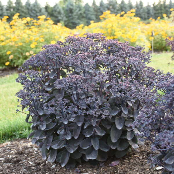 Rock 'N Grow® 'Back in Black' Stonecrop (Sedum) - Image 2