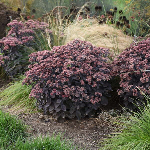 Rock 'N Grow® 'Back in Black' Stonecrop (Sedum) - Image 3