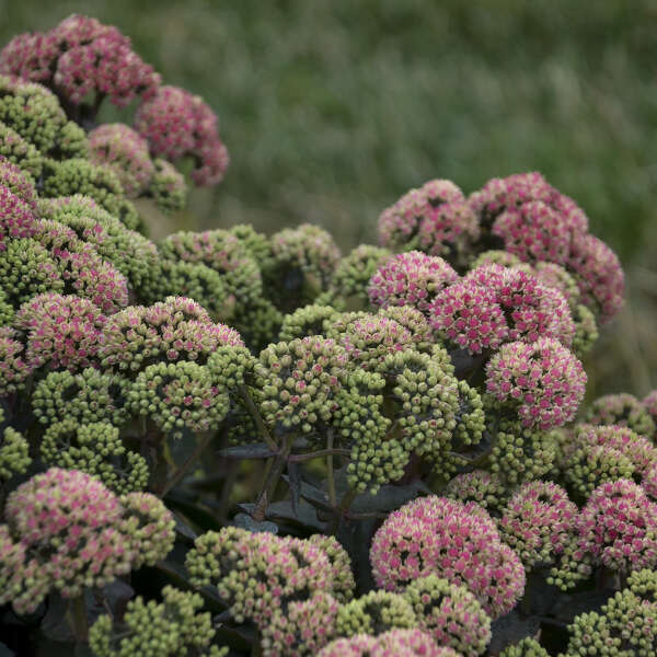 Rock 'N Grow® 'Coraljade' Stonecrop (Sedum) - Image 2