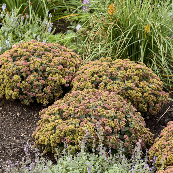 Rock 'N Grow® 'Coraljade' Stonecrop (Sedum) - Image 3
