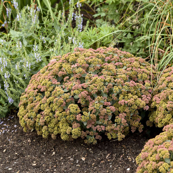 Rock 'N Grow® 'Coraljade' Stonecrop (Sedum) - Image 4
