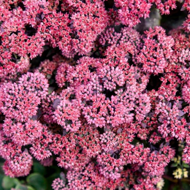 Rock 'N Grow® 'Midnight Velvet' Stonecrop (Sedum) - Image 2