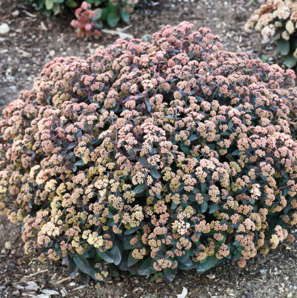 Rock 'N Grow® 'Tiramisu' Stonecrop (Sedum) - Image 2