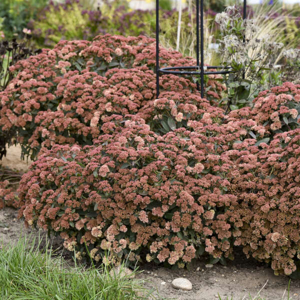 Rock 'N Grow® 'Tiramisu' Stonecrop (Sedum) - Image 3