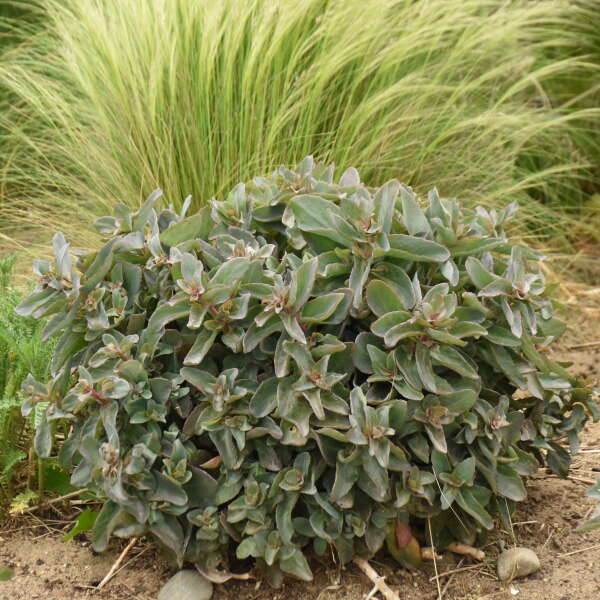 Rock 'N Grow® 'Tiramisu' Stonecrop (Sedum) - Image 4