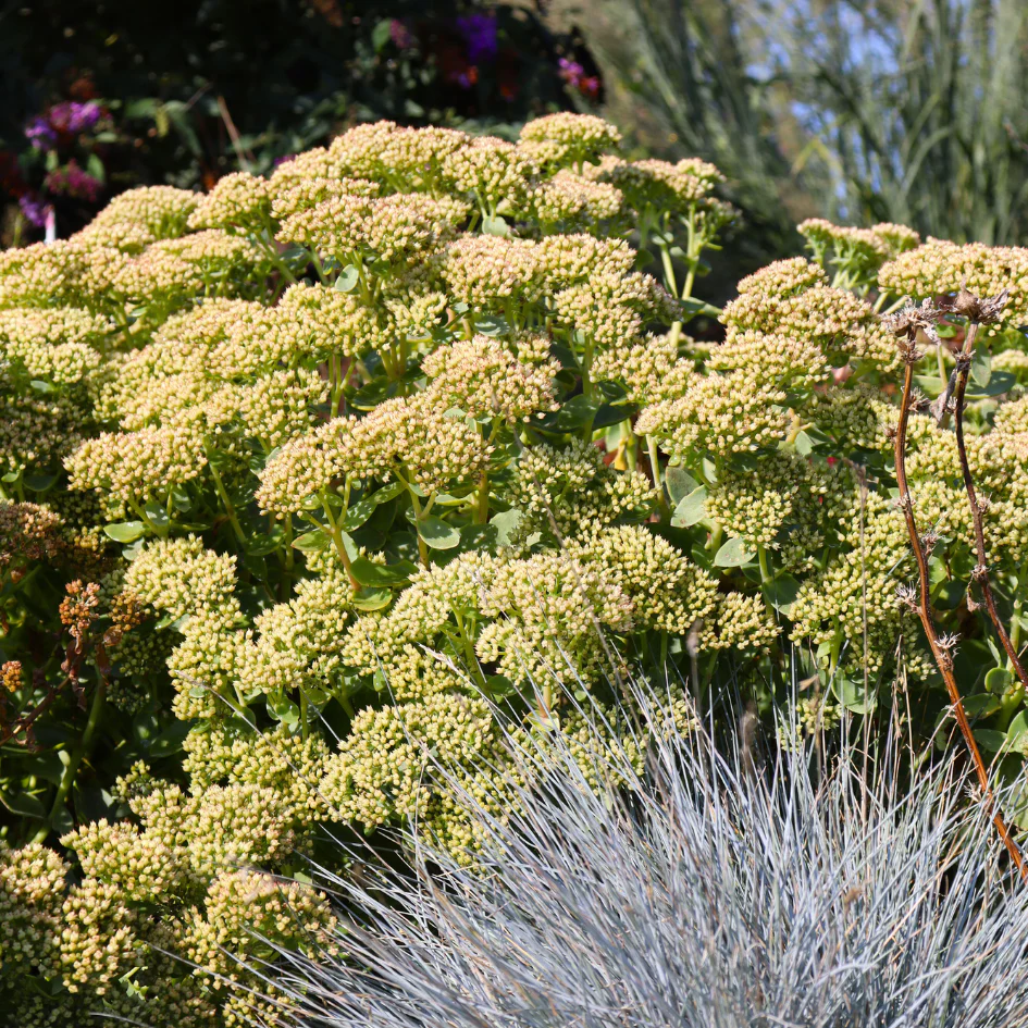 Rock 'N Grow® 'Lemonjade' Stonecrop (Sedum) - Image 2