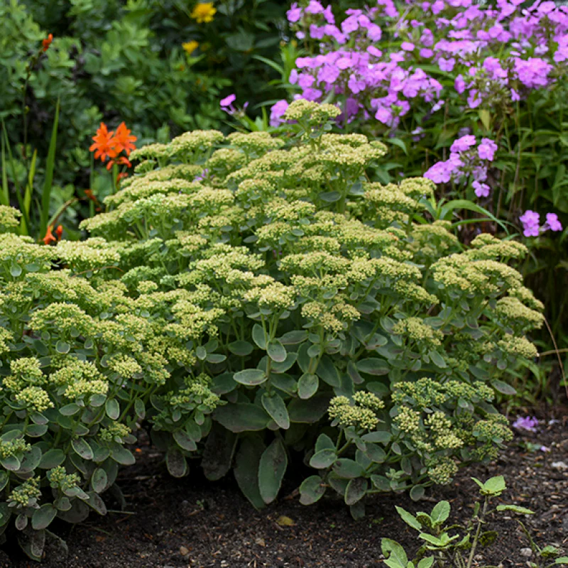 Rock 'N Grow® 'Lemonjade' Stonecrop (Sedum) - Image 3