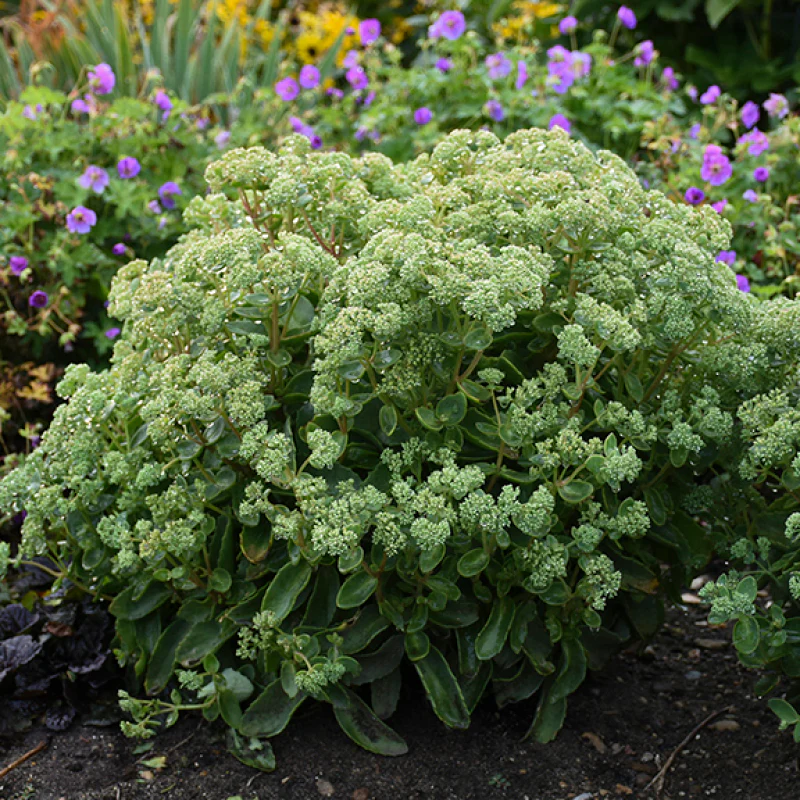 Rock 'N Grow® 'Lemonjade' Stonecrop (Sedum) - Image 4