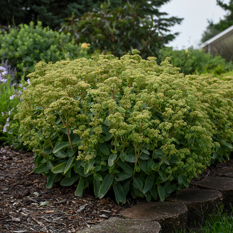 Rock 'N Grow® 'Lemonjade' Stonecrop (Sedum) - Image 5