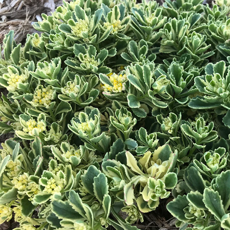 Rock 'N Low® 'Boogie Woogie' Stonecrop (Sedum) - Image 2
