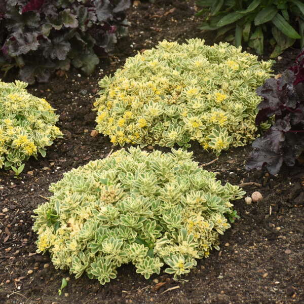 Rock 'N Low® 'Boogie Woogie' Stonecrop (Sedum) - Image 3