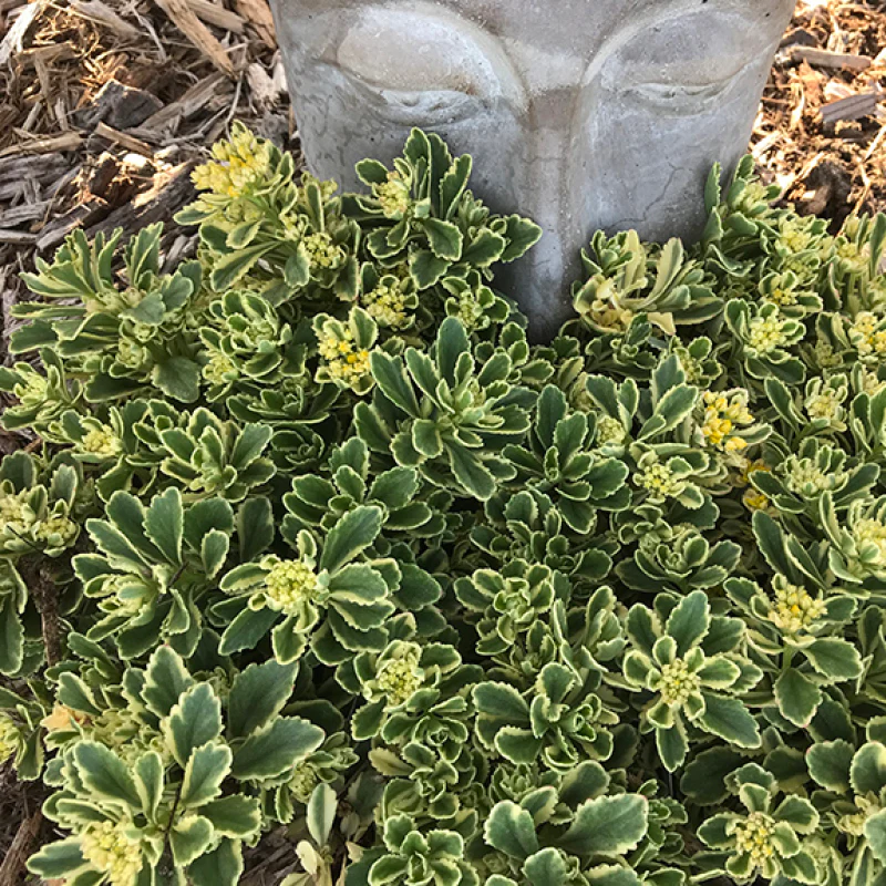 Rock 'N Low® 'Boogie Woogie' Stonecrop (Sedum) - Image 5