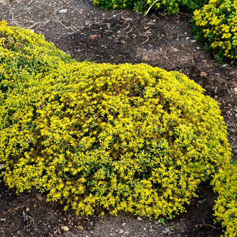 Rock 'N Low 'Yellow Brick Road' Stonecrop (Sedum)