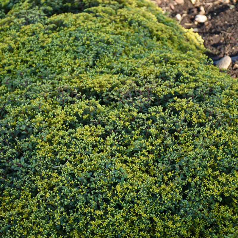 Rock 'N Low 'Yellow Brick Road' Stonecrop (Sedum) - Image 2