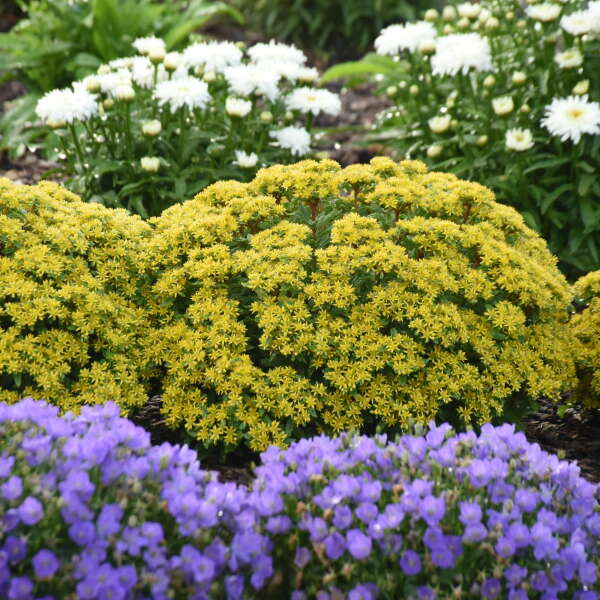 Rock 'N Round® 'Bright Idea' Stonecrop (Sedum) - Image 2
