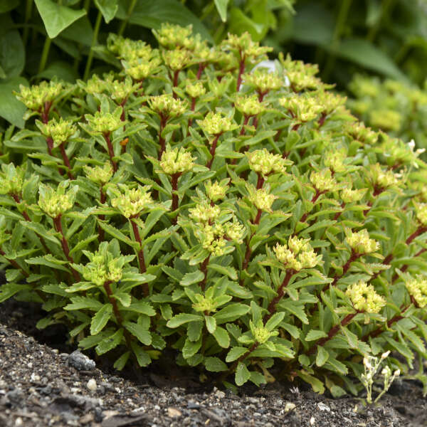 Rock 'N Round® 'Bright Idea' Stonecrop (Sedum) - Image 4