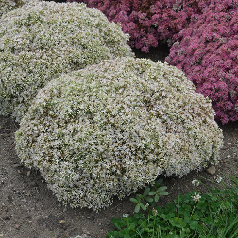 Rock 'N Round 'Bundle of Joy' Stonecrop (Sedum)