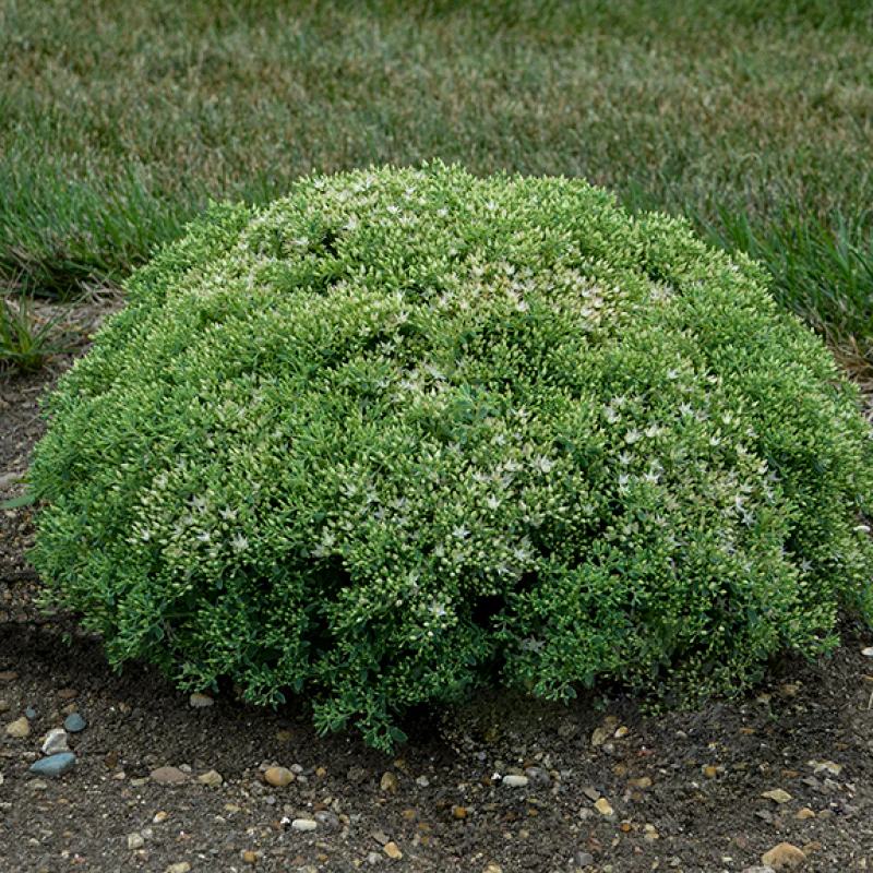 Rock 'N Round 'Bundle of Joy' Stonecrop (Sedum) - Image 2