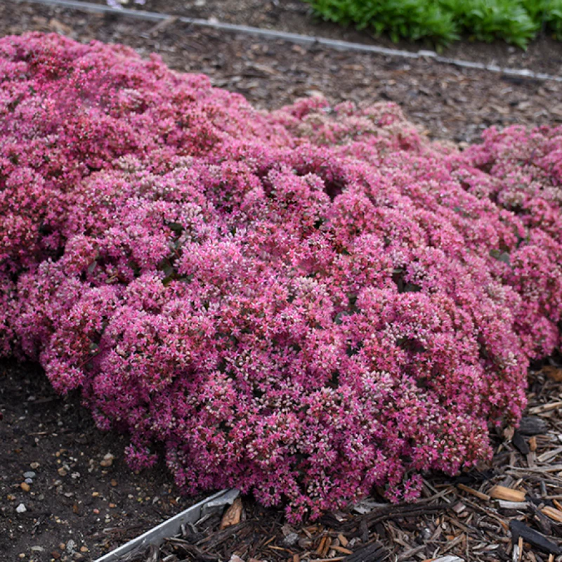 Rock 'N Round™ 'Popstar' Stonecrop (Sedum) - Image 2
