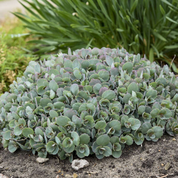Rock 'N Round™ 'Popstar' Stonecrop (Sedum) - Image 3
